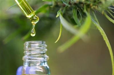 CBD va Thc: Siz bilishingiz kerak bo'lgan hamma narsa